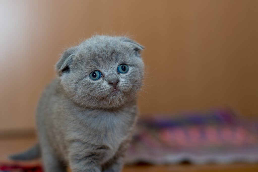 pexels-photo-127028 (1) Could Fluffy Fill your Void? Why Adopting a Pet in the Triad can be Beneficial to your Divorce Recovery