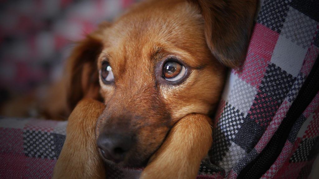 dog-3071334_1280 Who Gets Custody of Man’s Best Friend?